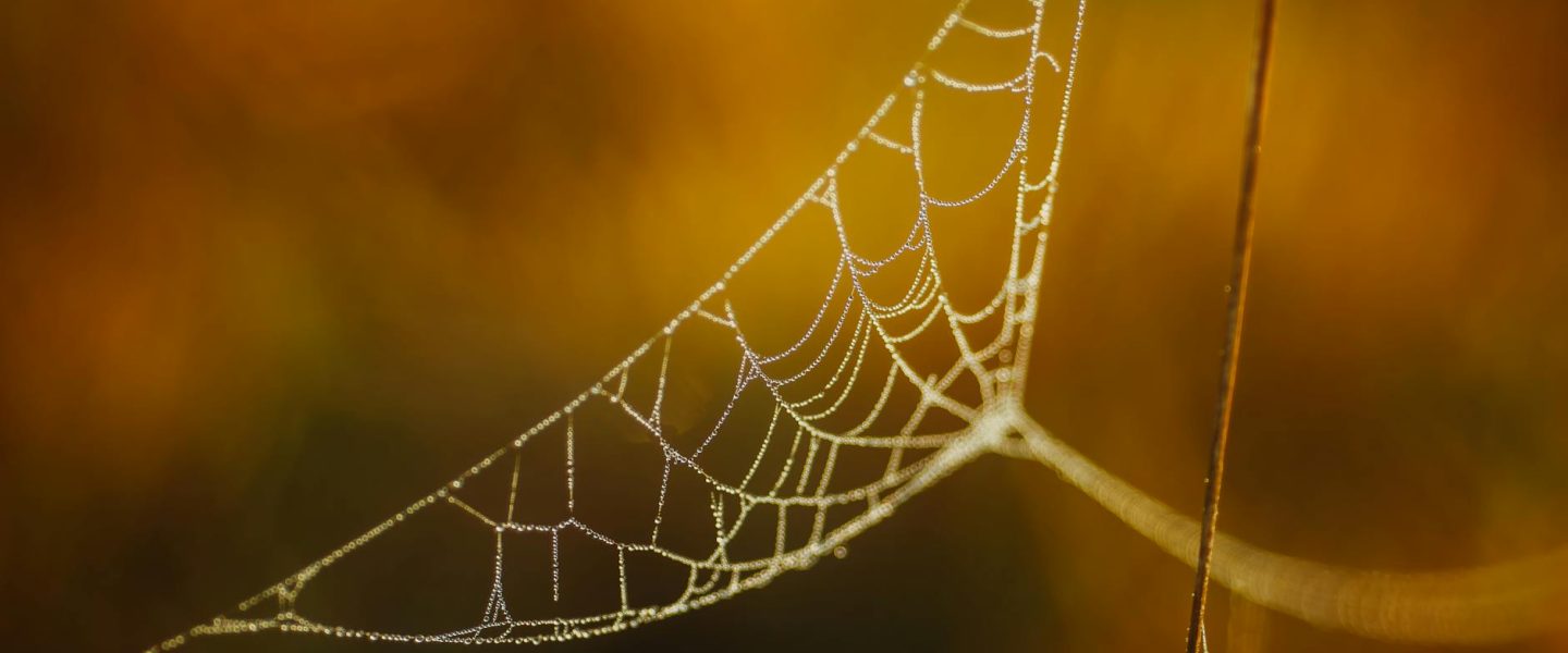 Ms. Dewey: Una idea original que será copiada en breve…