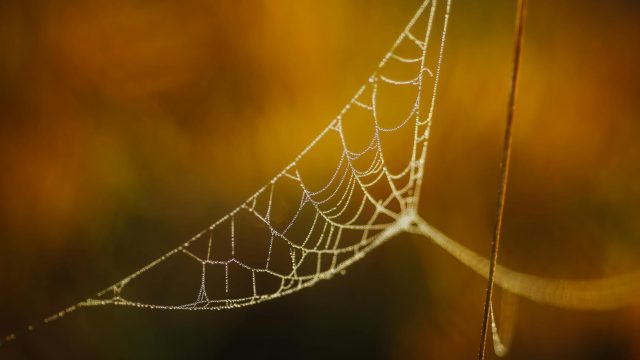 Ms. Dewey: Una idea original que será copiada en breve…