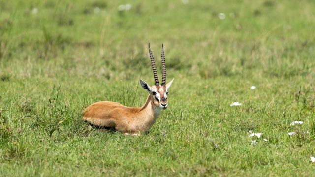 Parecidos razonables Avaya