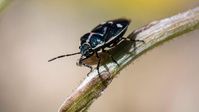 Asterisk 1.4.18-rc3 ya disponible