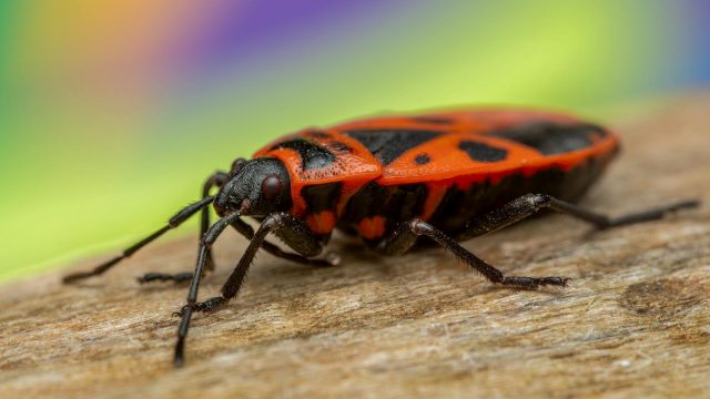 Asterisk-1.6.0-beta1 Released!