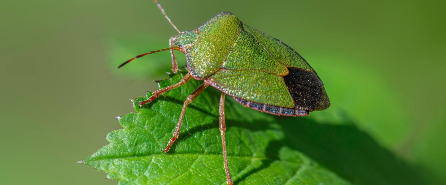 Asterisk 1.6.0 beta3 Released!