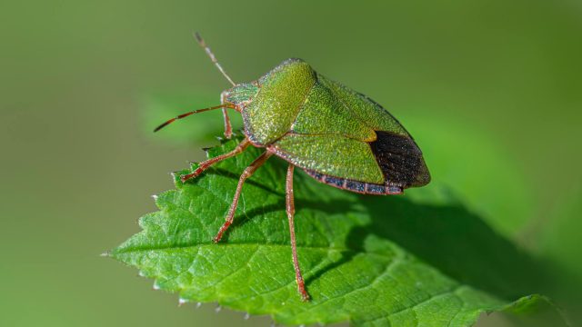 Asterisk 1.6.0 beta3 Released!