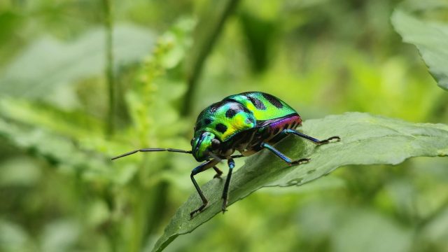 Asterisk 1.4.20 Released! (Actualizacion)