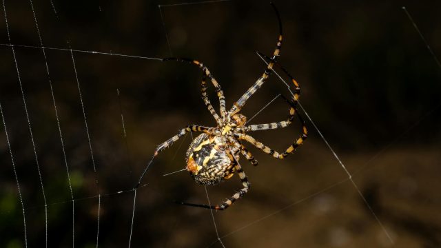 En directo desde el VoIP2DAY!!!