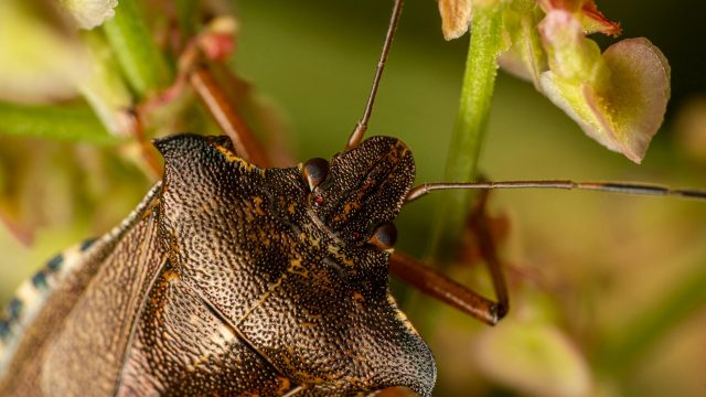 Nuevo libro dedicado a IAX2
