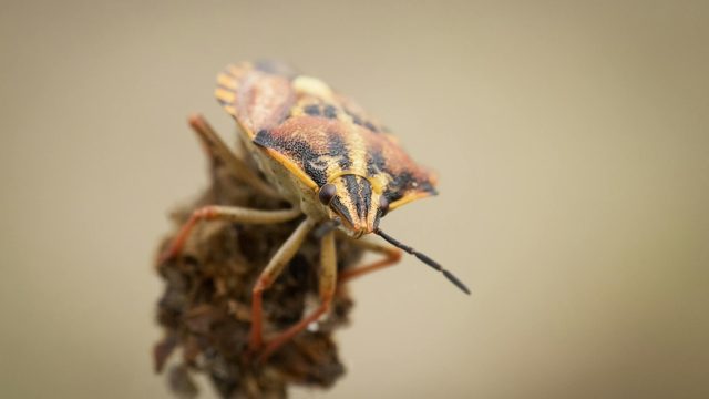 Nueva actualización de Asterisk 1.4.27.1 y 1.6.0.9 corrige bugs en el SDP